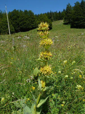 Gentiana lutea - Gele gentiaan