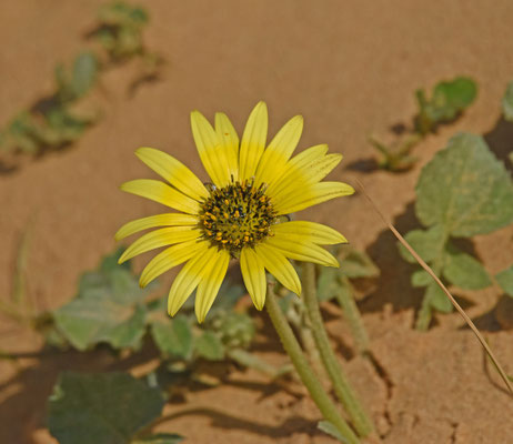 Arcotheca calendula