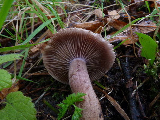 Inocybe cincinnata - Violetbruine vezelkop