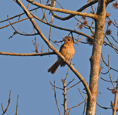 Pink-throated Becard, female