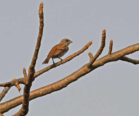 Passer griseus - Grey-headed Sparrow (northern G. S.)