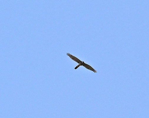 Micronisus gabar - Gabar Goshawk