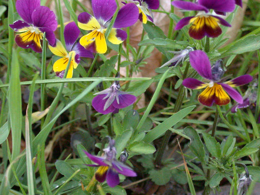 Viola tricolor - Driekleurig viooltje