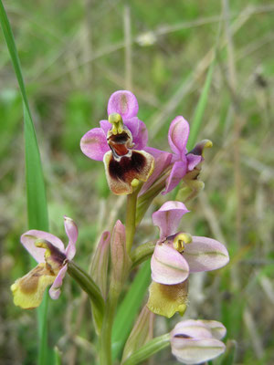 Ophrys tenthredinifera - Grote spiegelophrys
