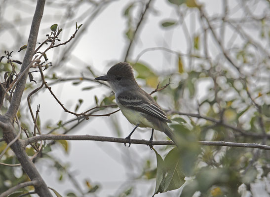 Brown-crested Flycather