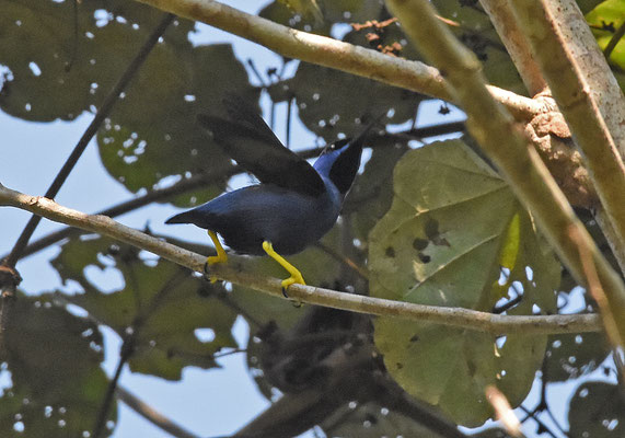 Purple Honeycreeper