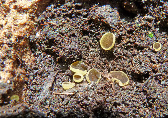 Ascobolus ss lato - spikkelschijfje