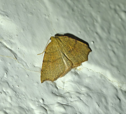 Toulgoetia cauteriata
