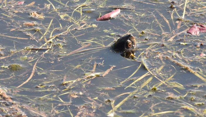 Europese Moerasschildpad
