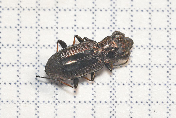 Notiophilus biguttatus - Tweevlekspiegelloopkever