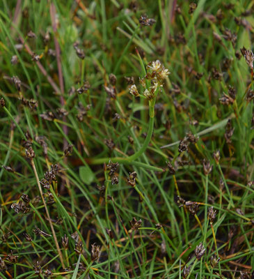 Juncus articulatus - Zomprus