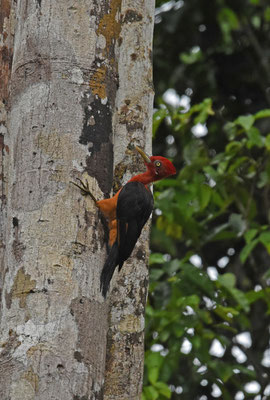 Red-necked Woodpecker