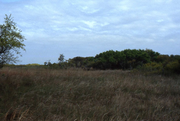 Aransas National Wildlife Refuge