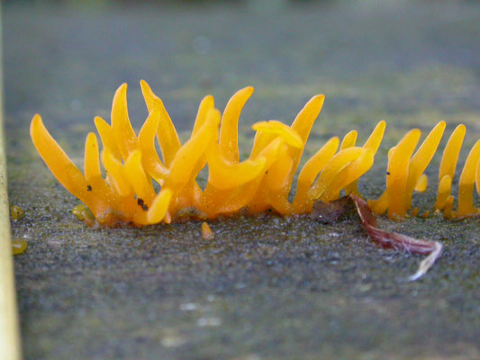 Calocera cornea - Geel hoorntje