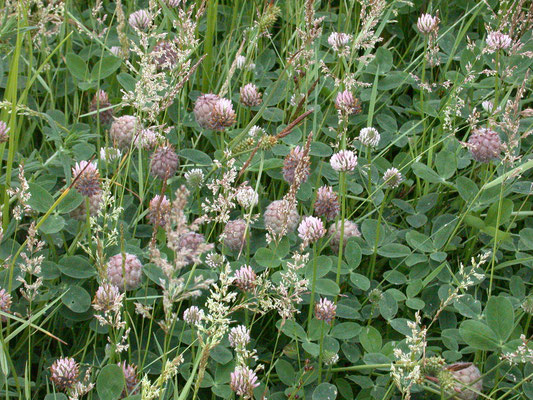 Trifolium fragiferum - Aardbeiklaver