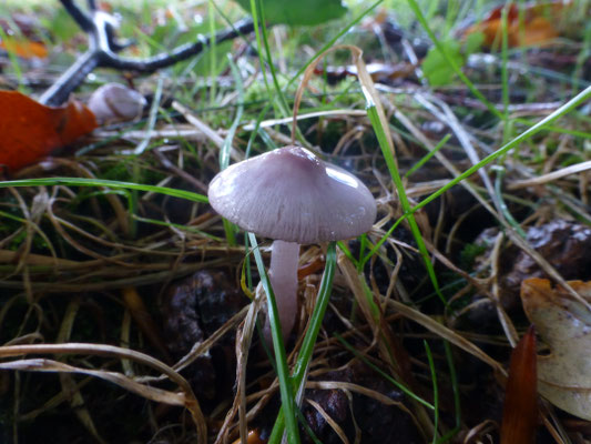 Inocybe lilacea - Lila satijnvezelkop