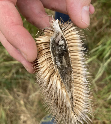 Endothenia gentianaeana - Kaardebolbladroller