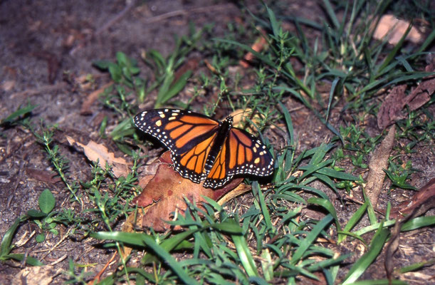 Monarch