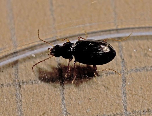 Ocys quinquestriatus - Muurpriemkever