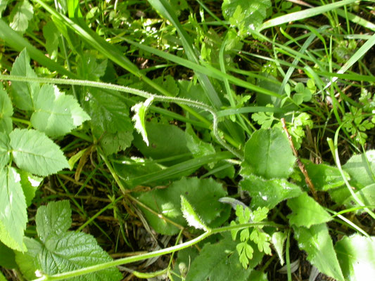 Hieracium murorum - Muurhavikskruid