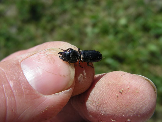 Scarites planus