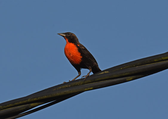 Red-breasted Meadowlark