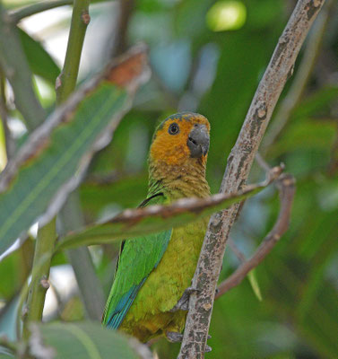 Brown-throated Parakeet