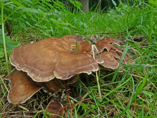 Meripilus giganteus - Reuzenzwam