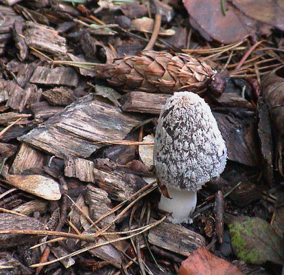 Coprinopsis picaceus - Spechtinktzwam