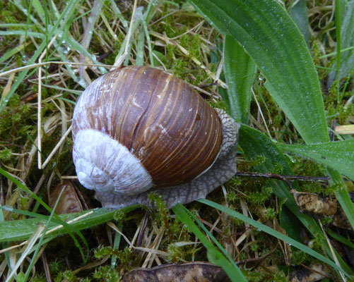 Wijngaardslak (Helix pomatia)