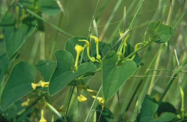 Aristolochia clematitis - Pijpbloem