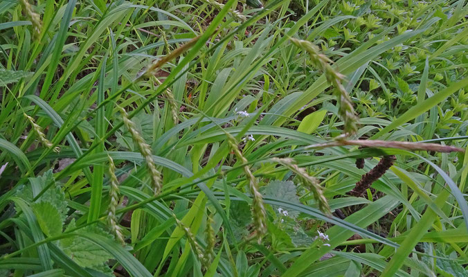 Carex sylvatica - Boszegge