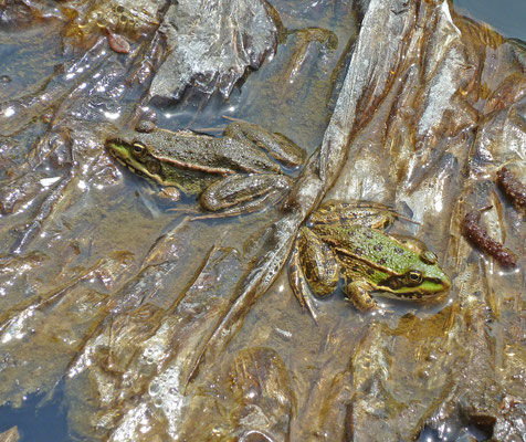 Pelophylax ridibunda - Meerkikker en Pelophylax shqipericus - Albanese poelkikker 