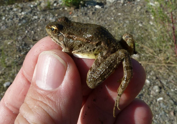 Pelophylax kurtmuelleri