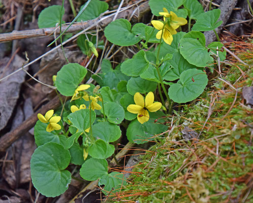 Geel bosviooltje (Viola biflora)