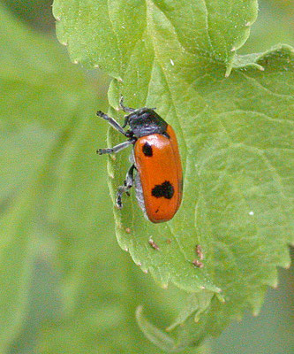 Clytra laeviuscula