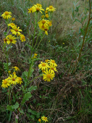 Senecio aquaticus - Waterkruiskruid