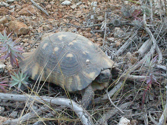 Testudo marginata marginata (klokschildpad)
