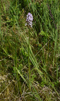 Dactylorhiza maculata - Gevlekte orchis