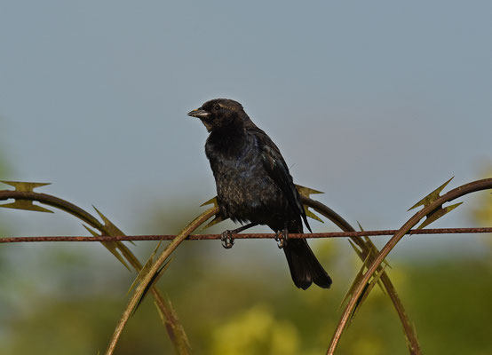 Shiny Cowbird