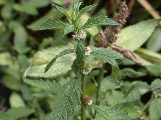 Lycopus europaeus - Wolfspoot