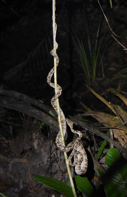 Corallus hortulanus hortulanus - Slanke Boomboa