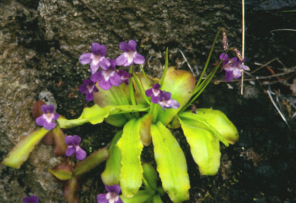 Pinguicula longifolia - Langbladig vetblad