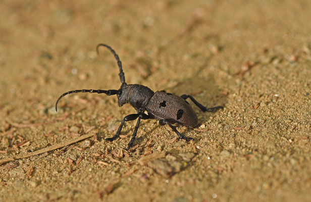 Herophila tristis