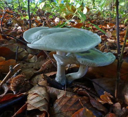 Clitocybe odora - Groene anijstrechterzwam