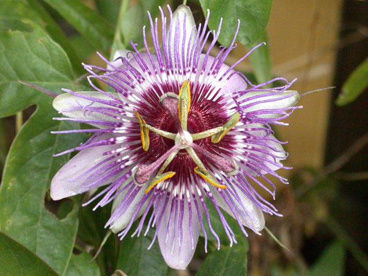 Passiflora species