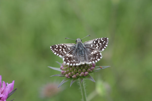 Aardbeivlinder (Pyrgus malvae), foto Ruud