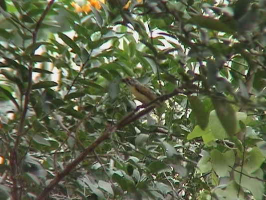 Yellow-fronted Tinkerbird