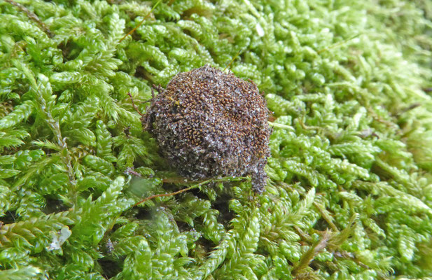 Elaphomyces granulatus - Korrelige hertentruffel