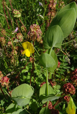 Naakte lathyrus